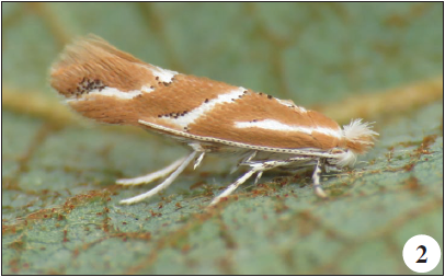 Phyllonorycter millierella (Staudinger, 1871), Penelas (J. Nunes).