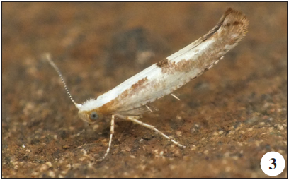 Argyresthia bonnetella (Linnaeus, 1758), Serra da Nogueira (J. Nunes).