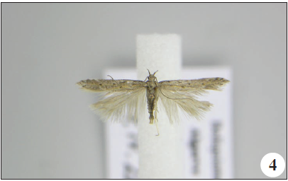 Metzneria littorella (Douglas, 1850), Boliqueime (M. Dale).
