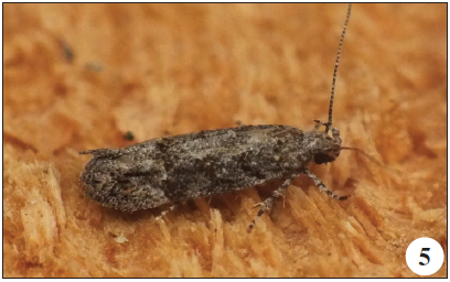 Neotelphusa traugotti (Huemer & Karsholt, 2001), Mira (J. Nunes).