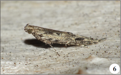 Batrachedra praeangusta (Haworth, 1828), Celas (A. Gonçalves).