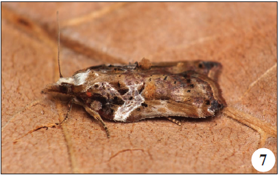 Acleris cristana (Denis & Schiffermüller, 1775), Dine (A. Gonçalves).