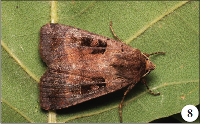 Xestia stigmatica (Hübner, 1813), Dine (A. Gonçalves).