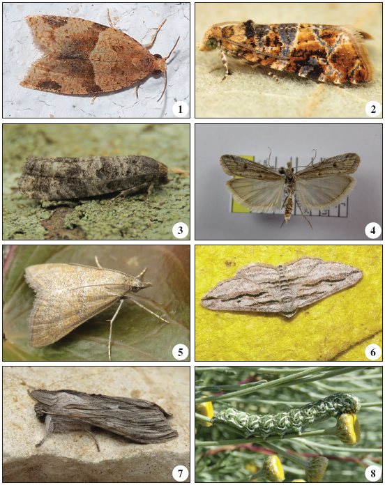 1. Clepsis peritana (Clemens, 1860), Corte do Gago (V. Jacinto). 2.Lobesia reliquana (Hübner, 1825), Gaia (J. Nunes). 3. Retinia resinella (Linnaeus, 1758), (J. Nunes). 4.Ancylosis sareptalla (Herrich-Schäffer, 1861), Lagoa de São José (J. Rosete). 5.Hyperlais siccalis (Guenée, 1854) (J. Nunes). 6.Ecleora solieraria (Rambur, 1834), Mértola (D. Grundy). 7. Cucullia santolinae Rambur, 1834 (J. Nunes). 8. Cucullia santolinae Rambur, 1834, larva on Santolina impressa (J. Nunes)