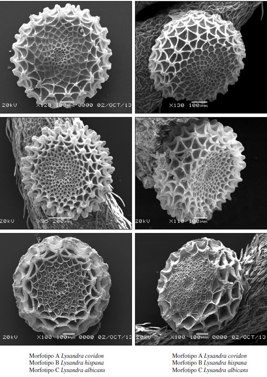 Morfología del corión de los tres morfotipos.