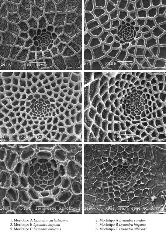 Detalle de la región micropilar de los tres morfotipos.