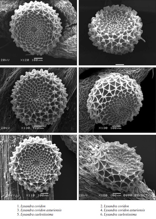 Variabilidad del morfotipo A.