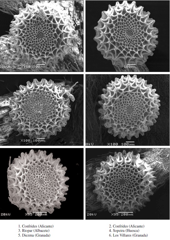 Variabilidad del morfotipo B. Lysandra hispana.