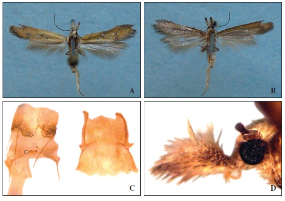 Mesophleps ochracella (Turati, 1926) ♀ wingspan 12 mm: A) front; B) back; C) genitalia and abdominal sternal support system (gen. praep. GELE 938 M. Pinzari); D) labial palpus.