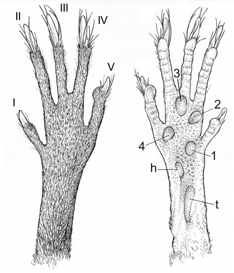 Dorsal and plantar view of left hind foot of Castoria gen. nov., based on an adult female from RP 2, 6 km NE Arroyo Para&iacute;so, Misiones, Argentina (CNP 449). Abbreviations are: I&ndash;V, digits; 1&ndash;4, interdigital tubercles; h, hypothenar; t, thenar.