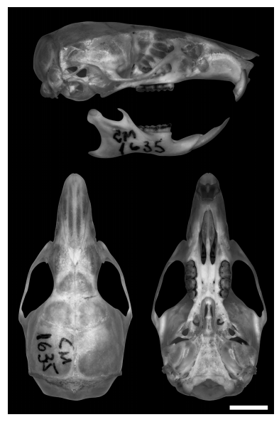 Castoria gen. nov., based on an adult male from Fazenda da Neblina, Parque Estadual da Serra do Brigadeiro, Brazil (MZUFV 1635): skull in right lateral (top), dorsal (left) and ventral (right) views, and right dentary in labial view. Scale=5 mm.
