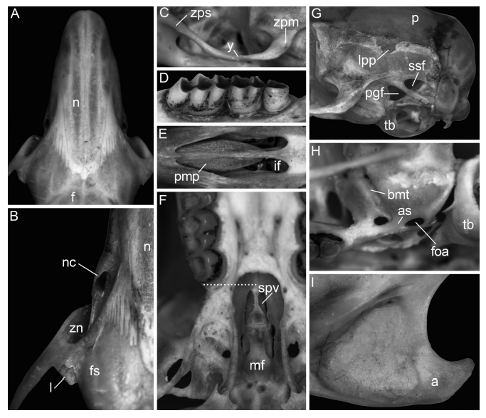 Selected anatomical features of the skull and dentition of Castoria gen. nov., based on adult individuals MZUFV 1630, 1655, 2555, and CNP 449: A) rostrum in dorsal view; B) maxillary-frontal area in dorsal view; C) left zygomatic arch in lateral view; D) left upper toothrow (note the hypsodonty); E) incisive foramina; F) mesopterygoid and parapterygoid fossae (the dashed line highlights the short condition of the palate); G) posterior portion of the skull in lateral view; H) alisphenoid-squamosal area; I) angular process of the mandible in lingual view. Abbreviations are: a, angular process of the mandible; ab, auditory bulla; as, alisphenoid strut; bmt: buccinatory-masticatory thorough; f, frontal; fs, frontal sinus; if, incisive foramen; j: jugal; zn, zygomatic notch; l, lachrymal; lpp, lateral projection of the parietal; mf, mesopterygoid fossa; n, nasal; nc, nasolachrymal capsules; p, parietal; pgf, postglenoid foramen; pmp, premaxillary process; spv: sphenopalatine vacuities; ssf, subsquamosal fenestra; zpm, zygomatic process of the maxillary; zps, zygomatic process of the squamosal.