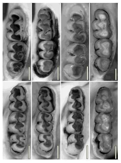 Occlusal view of upper left (above; MZUFV 1234, 1242, 1630, 1076) and lower left (below; MZUFV 1234, 1242, MN 69813, MZUFV 1076) toothrows in Castoria gen. nov., arranged from left to right by increased wear. Scale=1 mm.