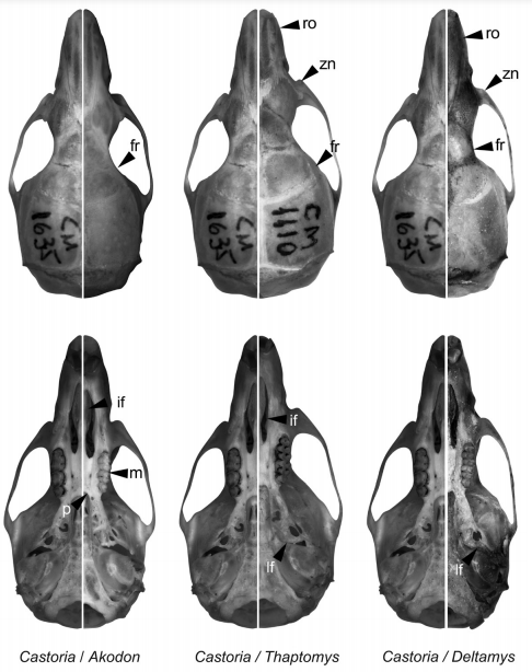 Selected aspects of qualitative anatomy contrasted in the skulls of Akodon, Thaptomys, Deltamys, and Castoria gen. nov., scaled to the same length. The figure portrays contrasts between the characteristics of these genera and Castoria as follows: Akodon has rounded interorbital margins on frontals (fr), smaller toothrow (m), and shorter palate (p); Thaptomys has a shorter rostrum (ro), less developed zygomatic notches (zn), rounded interorbital margins, shorter incisive foramina (if ), and more ossified lacerate foramen (lf); Deltamys has a shorter rostrum, less developed zygomatic notches, rounded interorbital margins, and an almost completely ossified lacerate foramen.