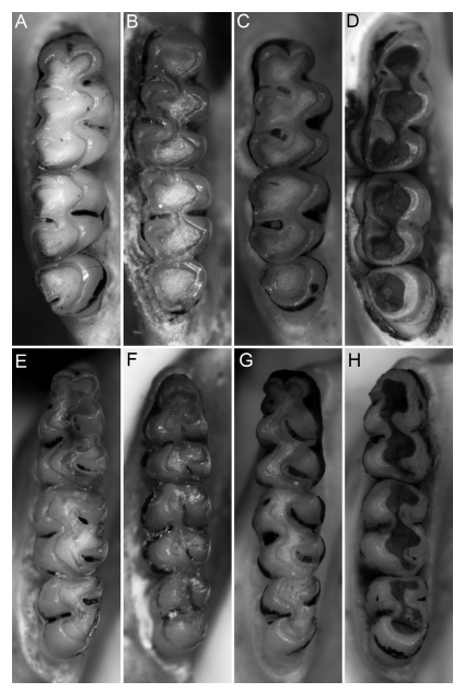 Upper right (above) and lower left (below) molar toothrows in occlusal view in Akodon, Deltamys, Thaptomys, and Castoria gen. nov.: A, E, Akodon montensis (CNP 4112); B, F, Deltamys kempi (CNP 4141); C, G; Thaptomys nigrita (MZUFV 1112); D, H, Castoria (MZUFV 1234 [upper], MN 69804 [lower]). Not to scale.