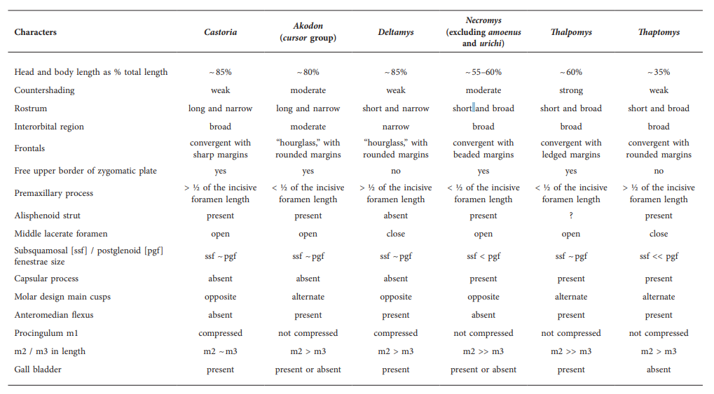 Morphological comparisons of selected traits among Castoria gen. nov. and other related sigmodontines of the Akodon Division.