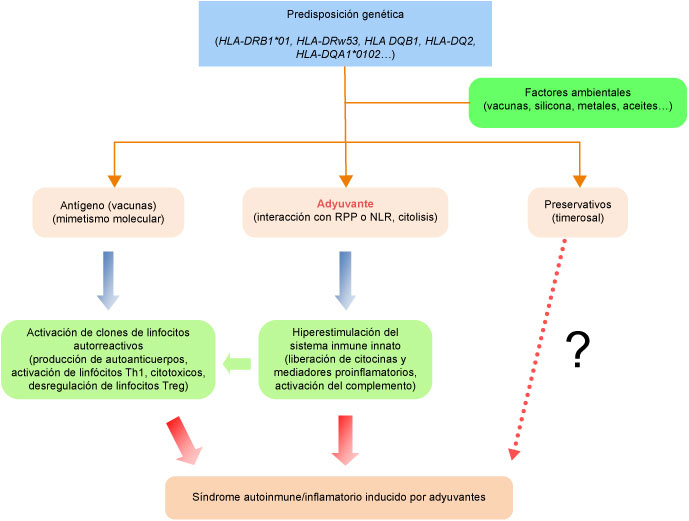 Esquema simplificado con los principales mecanismos propuestos que pueden estar involucrados en el síndrome autoinmune/inflamatorio inducido por adyuvantes