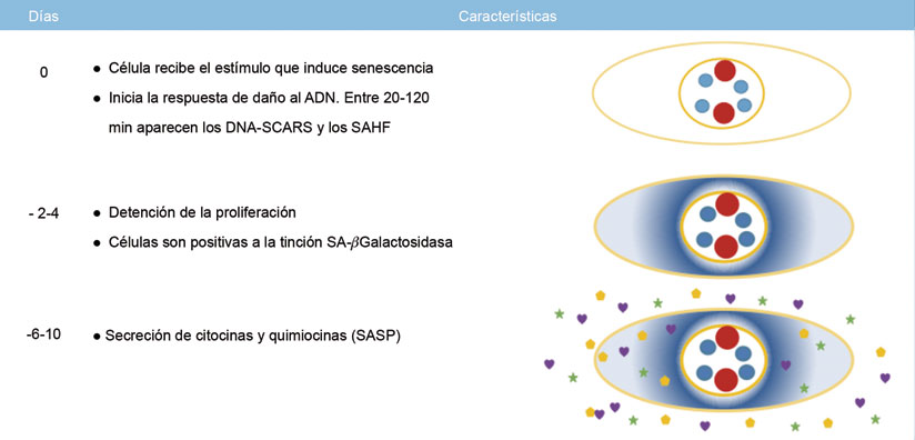 Figura 1 