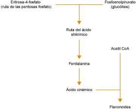 Rutas metabólicas en la síntesis de flavonoides