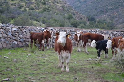 Corral de montaña. Jahuelito
