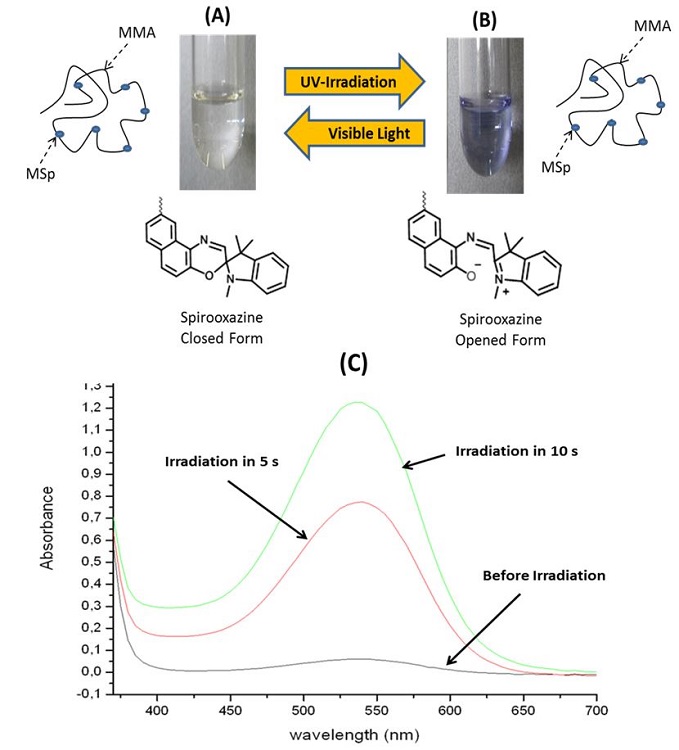  Poly(MMA-r-MSp) in THF solutionwith MSp in closed form (A), Poly(MMA- r-MSp) in THF solution with MSp in opened form after UV irradication (B), UV-Vis spectra of poly(MMA-r-MSp) under UV-irradiation (C). 