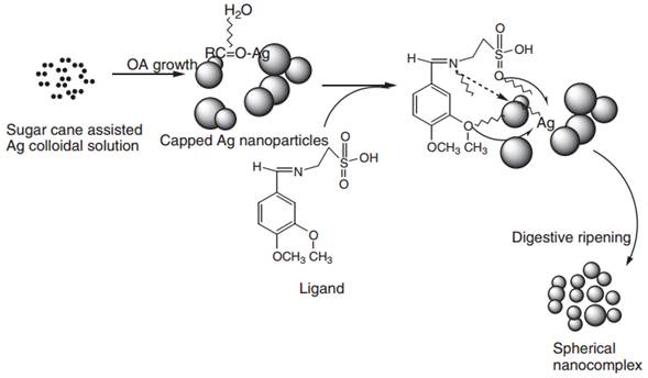 Schematic diagram of possible reaction pathway and growth mechanism of the nanoparticles and nanocomplex.