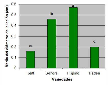 Medida de la sensibilidad de las variedades de mango
resultado de las pruebas de patogenicidad de los 22 aislados de Colletotrichum gloeosporiodes (Penz)
Penz & Sacc.