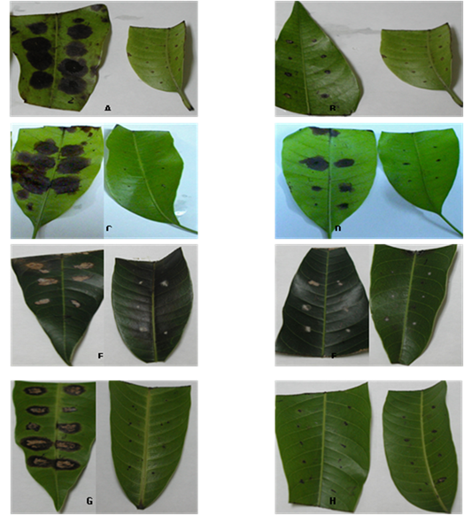 Pruebas in vitro de
la patogenicidad de los 22 aislados y sus correspondientes testigos en hojas de
diferentes variedades de mangos. (A-aislado 21 variedad Filipino; B-aislado 7
variedad Se&ntilde;ora; C-aislado 13 variedad Filipino; D-aislado 10 variedad Keitt;
E-aislado 12 variedad Haden; F-aislado 20 variedad Haden; G-aislado 3 variedad
Se&ntilde;ora y H-aislado 6 variedad Keitt).