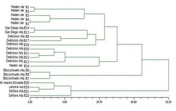 Agrupamiento de los 22 aislados de Colletotrichum gloeosporiodes (Penz) Penz & Sacc. obtenidos de
las seis variedades de mango en las diferentes localidades del occidente de
Cuba.