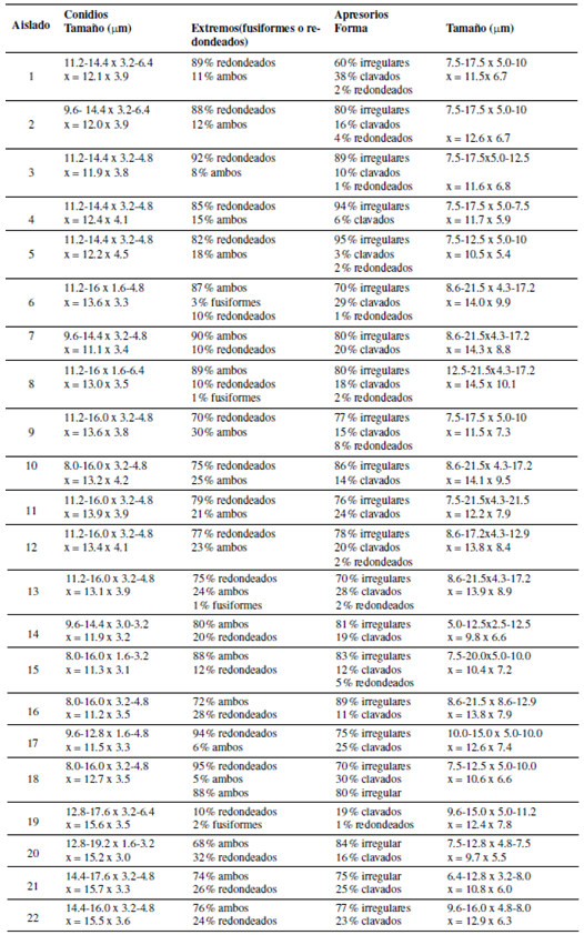 Relaci&oacute;n de las medidas de las estructuras conidios y
apresorios de los aislados con sus correspondientes criterios de forma
expresados en porciento
