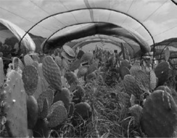 Micro t&uacute;neles para el nopal