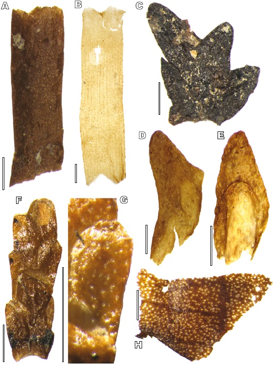 Plant meso-fossils from the upper Turonian of Sainte-Mondane (Unit I).