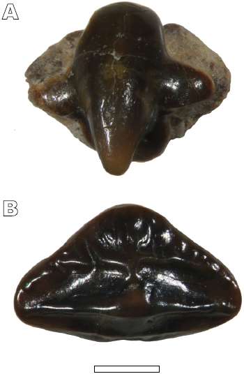 Batoid teeth from the upper Turonian of Sainte-Mondane (Unit II)