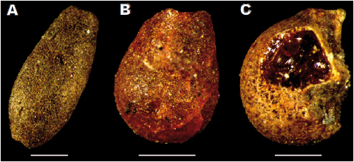 Automorph amber grains of reddish colour from the upper Turonian of Sainte-Mondane (Unit I). A) Elongated resin microdrop. B) “Water shape” resin drop. C) Red amber grain with a clear microbial crust. These amber grains were used for the preparation of sections and slides. Scale bars: 1mm (A), 500µm (B, C).