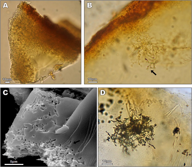 Microbial inclusions in amber from the upper Turonian of Sainte-Mondane (Unit I).