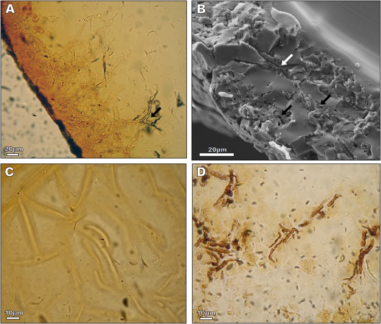 Microbial inclusions in amber from the upper Turonian of Sainte-Mondane (Unit I).