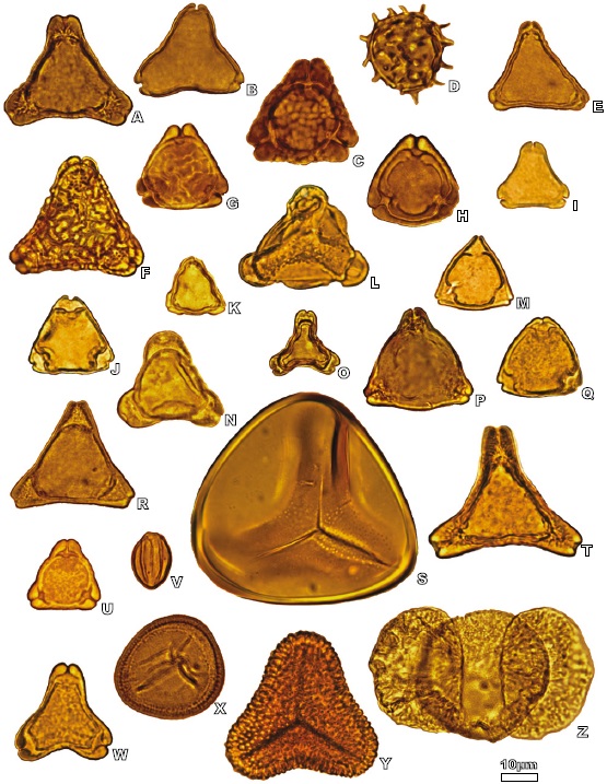 Miospores from the upper Turonian of Sainte-Mondane (Unit I).