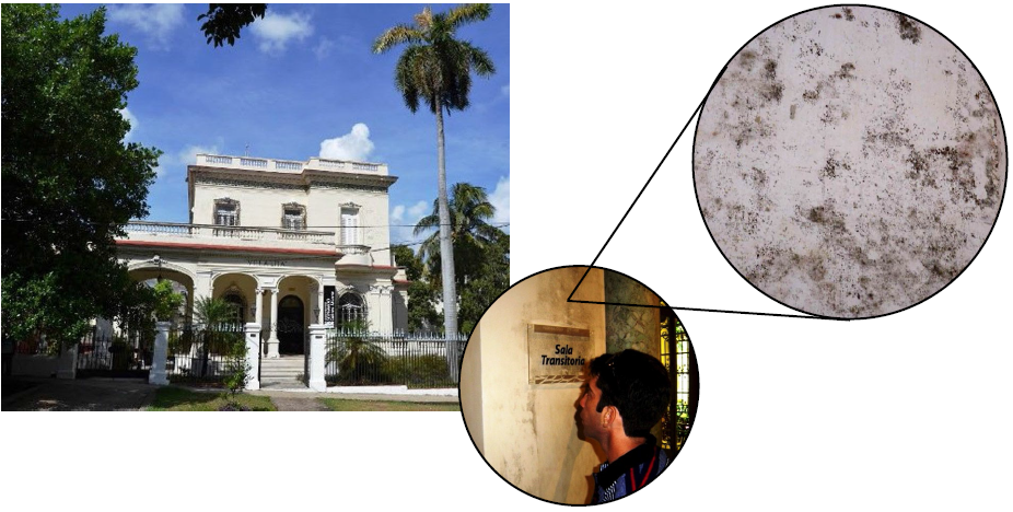 Museo Biblioteca Servando Cabrera.
Muestra de la infestaci&oacute;n f&uacute;ngica en paredes del vest&iacute;bulo despu&eacute;s del corte de
electricidad que interrumpi&oacute; el funcionamiento del aire acondicionado central
tras el paso de un hurac&aacute;n. La ampliaci&oacute;n representa un &aacute;rea de 10 cm2.