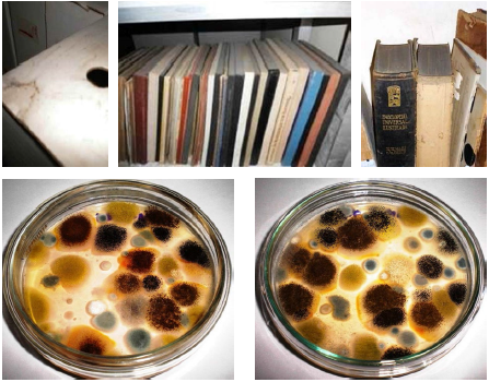  Im&aacute;genes del empolvamiento
sobre superficies (libros y cajuelas) y ejemplos de aislamientos f&uacute;ngicos del
polvo sedimentado.