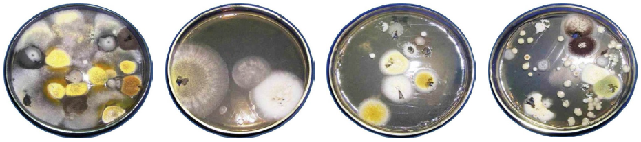 Colonias de microorganismos
obtenidas de los muestreos microbiol&oacute;gicos realizados en diferentes zonas de la
superficie exterior de la escultura San Amandi.