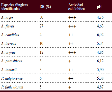  Especies f&uacute;ngicas aisladas de la
superficie de la escultura San Amandi, su densidad
relativa (DR), actividad celulol&iacute;tica y acid&oacute;gena (pH)