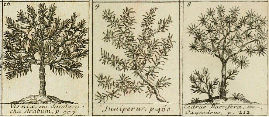 Prints
selected from Lemery&rsquo;s Dictionnaire
Universel des Drogues Simples (1733 edition) [38]. The source of vernix is illustrated
by the image of a rather indeterminate large African tree, the trunk of which
exudes tears. This is notably different from the common juniper and from the oxycedar.