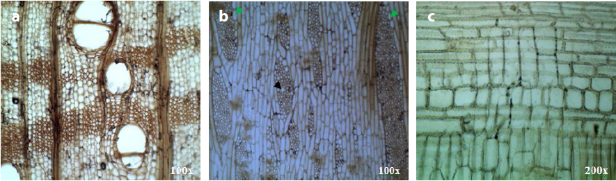 Microphotographs
of wood sections under the microscope in transmitted light showing the
anatomical characteristics of sycamore fig: a)
transverse section; b) tangential
longitudinal section; c) radial
longitudinal section.