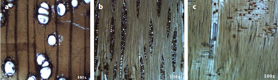 Microphotographs
of wood sections under the microscope in transmitted light showing the
anatomical characteristics of Nile acacia: a)
transverse section; b) tangential
longitudinal section; c) radial
longitudinal section
