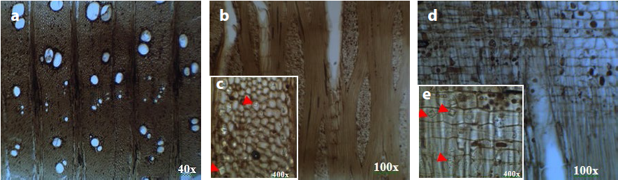 Microphotographs
of wood sections under the microscope in transmitted light showing the
anatomical characteristics of Nile tamarisk: a) transverse section; b, c) tangential
longitudinal section; d, e) radial
longitudinal section.