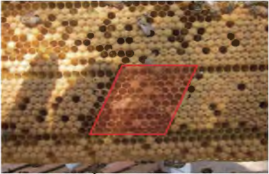 Area de cría
limpia 24 horas después del pinchado.