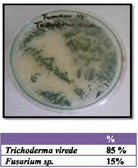 Trichodenna viride frente
al patógeno Fusarium sp.