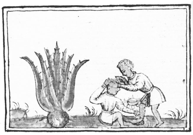 Texoxotla t&iacute;citl (cirujano) utiliza el maguey como medicamento para
cicatrizar la herida, el chilli se utiliz&oacute; tambi&eacute;n como cauterizador