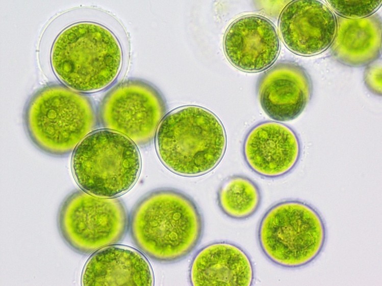 Microalga da esp&eacute;cie Nannochloropsis oculata.