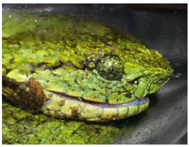 Head of the specimen. Multiple scales, vertical pupil and loreal pit can be seen. Note: The specimen was handed over to environmental authorities and returned to its natural habitat.